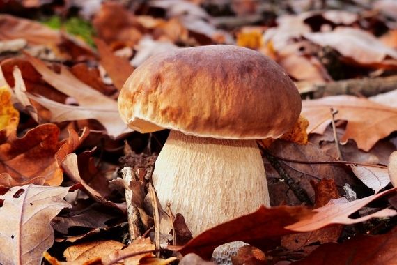 Boletus pinícola Boletus pinícola