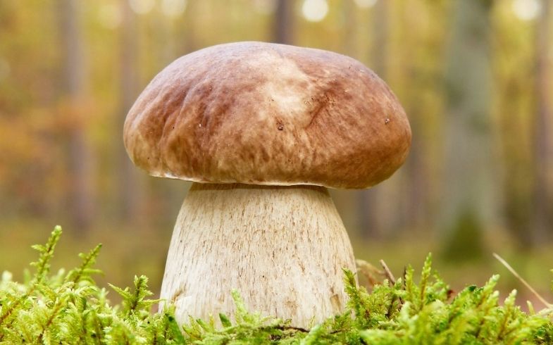 Hongos más grandes del mundo