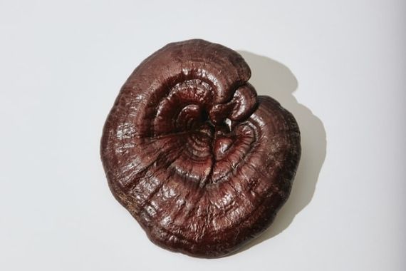 Origen del hongo reishi Origen del hongo reishi