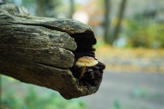 seta de madera terapeutica