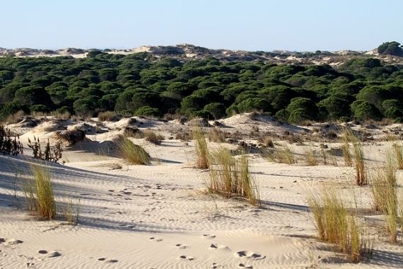 Hábitat de Macowanites habitat de macowanites