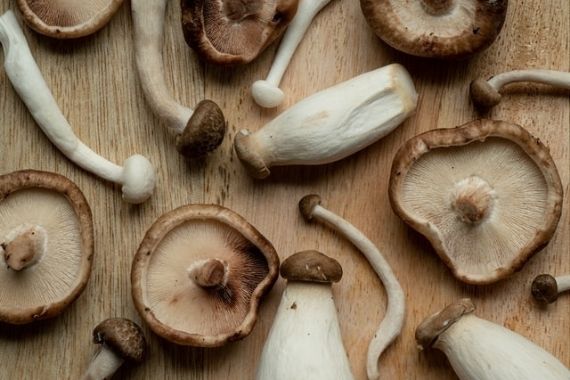 hongos comestibles medicinales