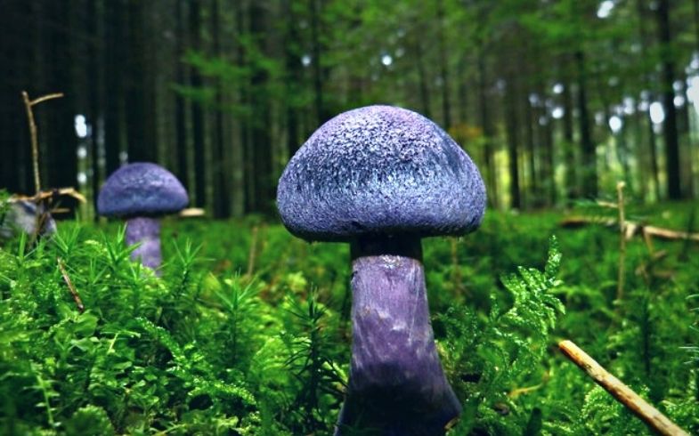 setas en peligro de extincion