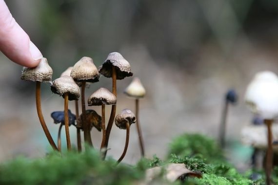 champignons magiques dans la forêt