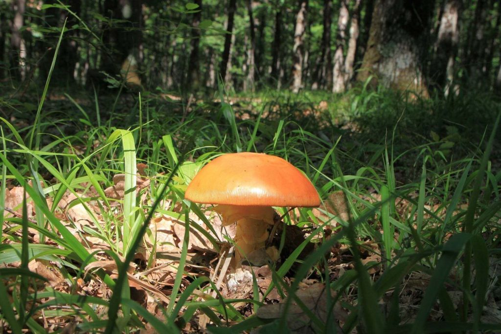 amanita cesárea amanita cesárea
