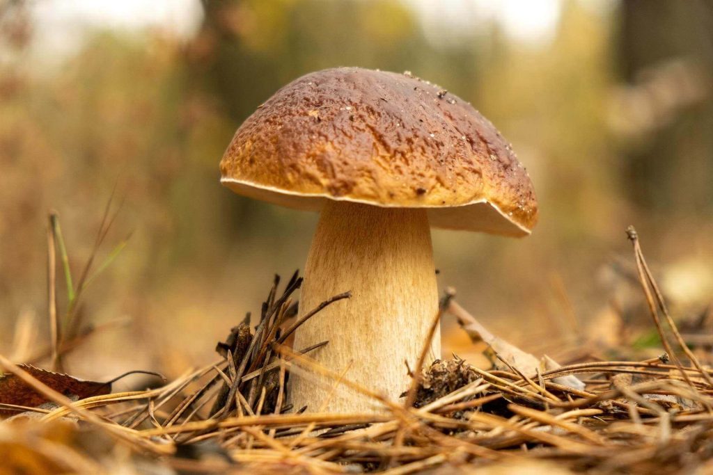 boletus edulis boletus edulis