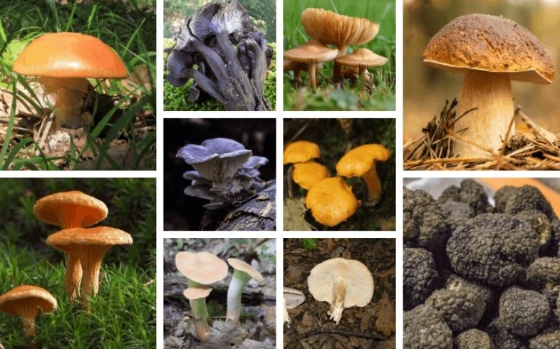 las mejores setas comestibles y más sabrosas