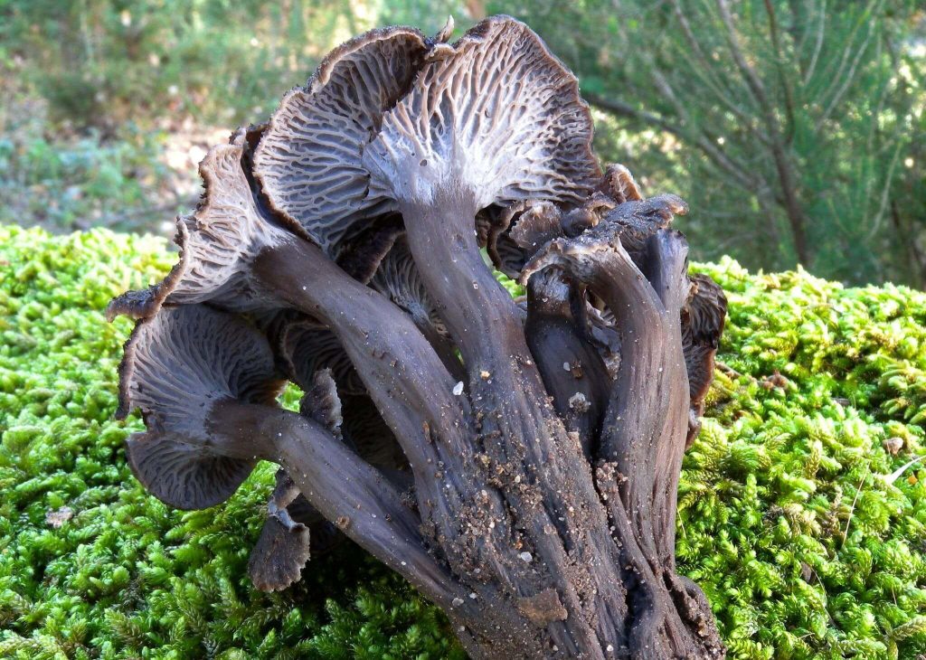 trompeta de los muertos Las Mejores Setas Comestibles: trompeta de los muertos