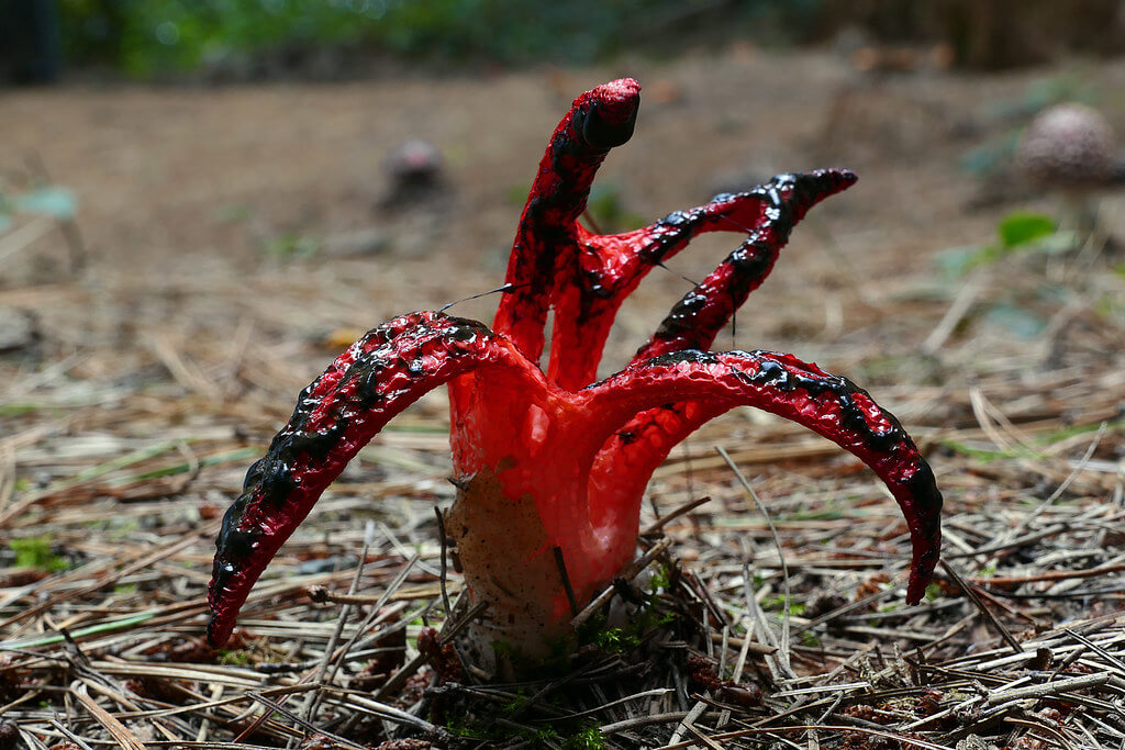 clathrus archeri
