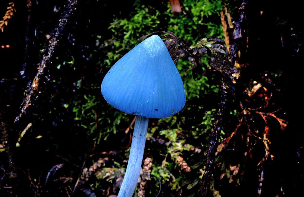 entoloma hochstetteri