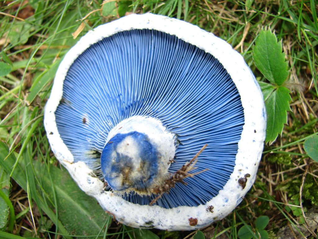 Los Hongos Más Bonitos del Mundo: lactarius indigo