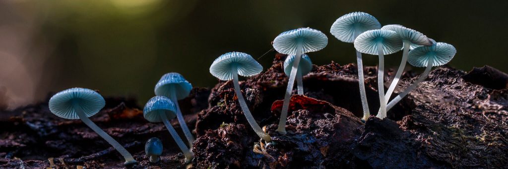 mycena interrupta