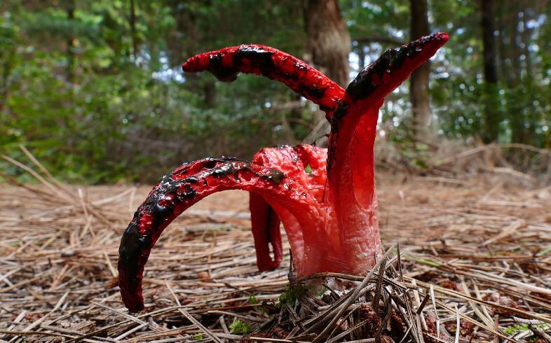 seta dedos del diablo