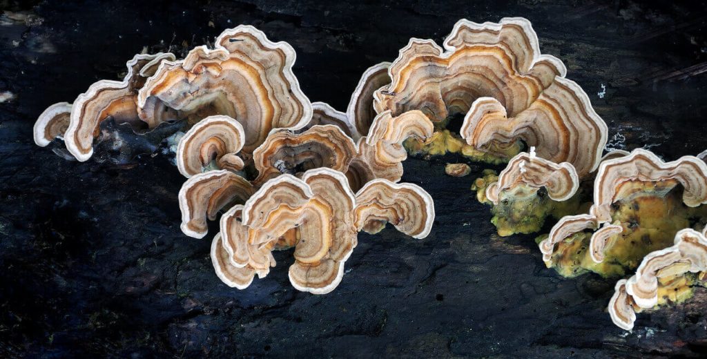 Los Hongos Más Bonitos del Mundo: trametes versicolor