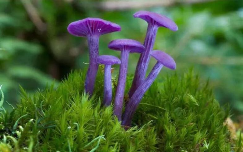 Les champignons les plus rares au monde