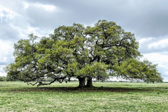 Lugares donde encontrar trufas en España