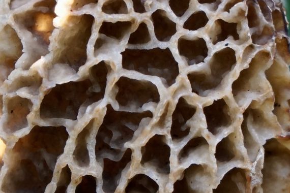 Seta colmenilla: características