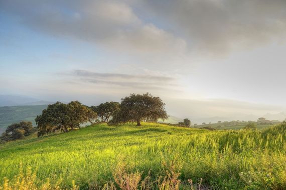 Seta colmenilla hábitat