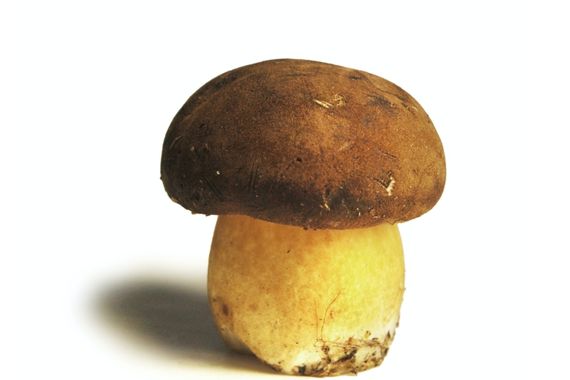 Boletus no venenosos: edulis
