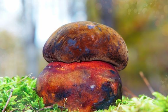 Boletus venenoso satanás