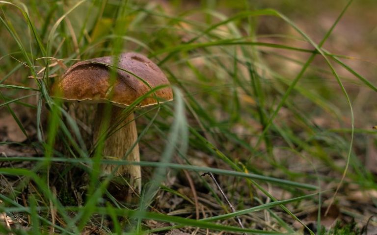 c-mo-reconocer-qu-tipos-de-boletus-son-venenosos