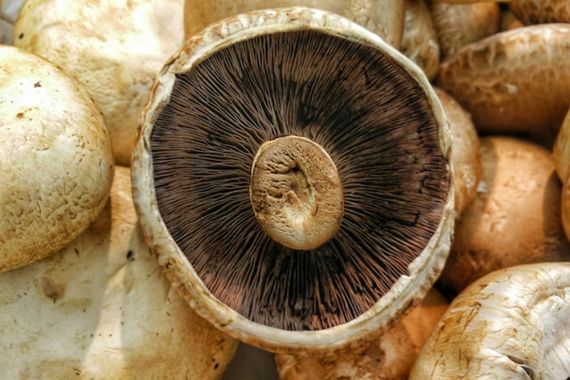 Parte interior del champiñón oscurecido Parte interior del champiñón oscurecido