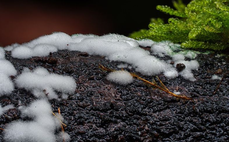 Se pueden consumir las setas con pelusa blanca