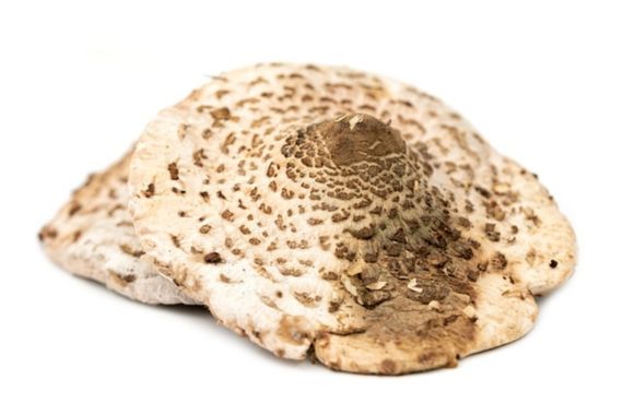 Chapeau de champignon en mauvais état