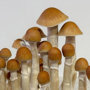 Setas McKennaii