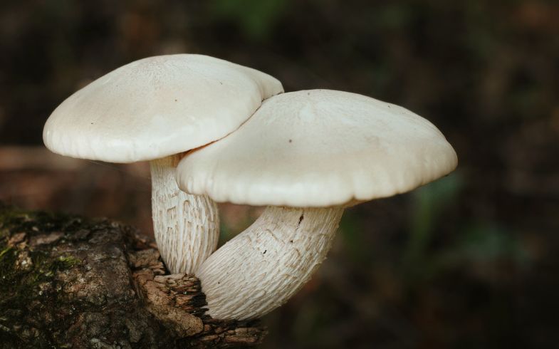 Seta San Jorge recetas