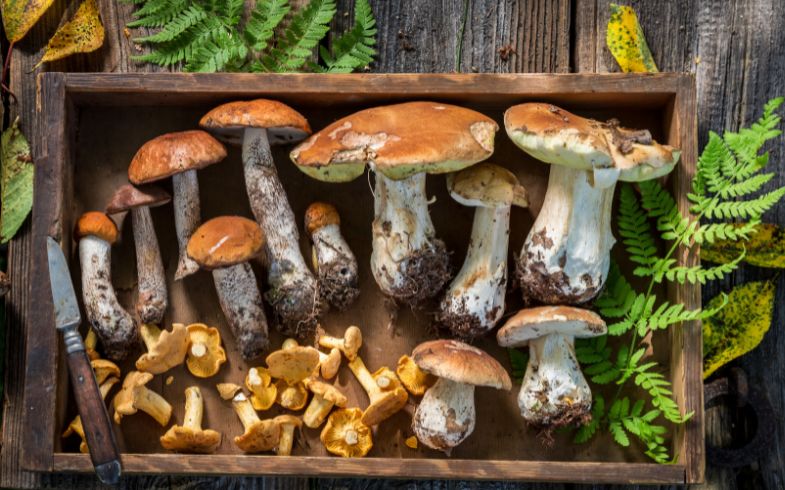 Setas de pinares famosas