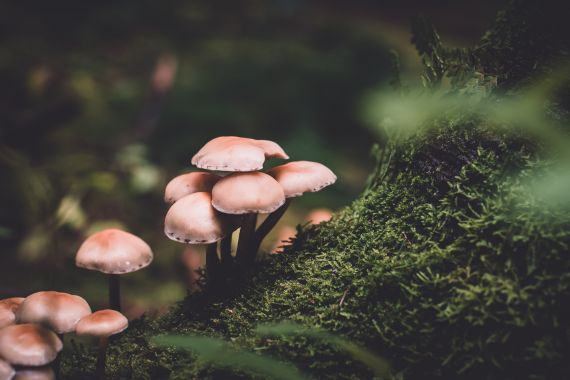 Documental Fantastic Fungi