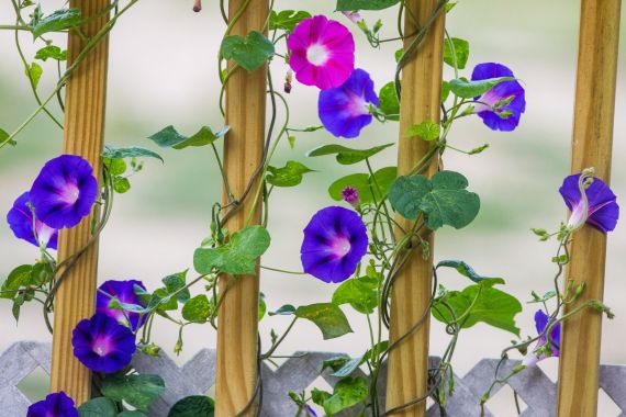 LSA plantas