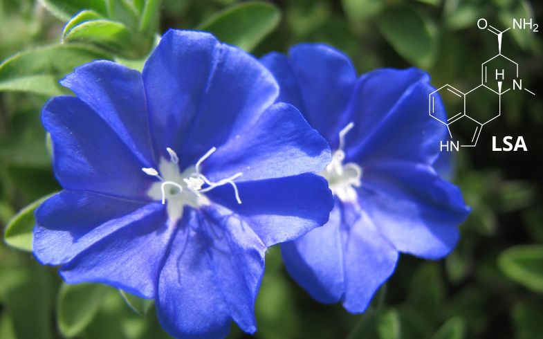 LSA qué es