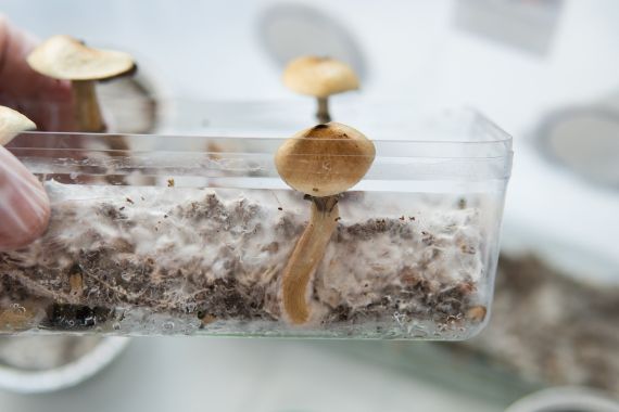 contamination des pains de champignons