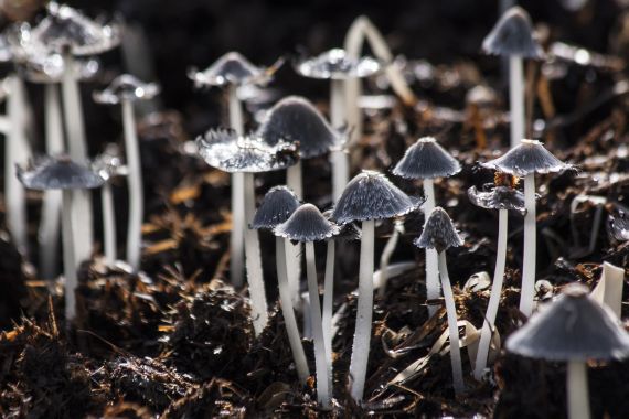 Copelandia Cyanescens