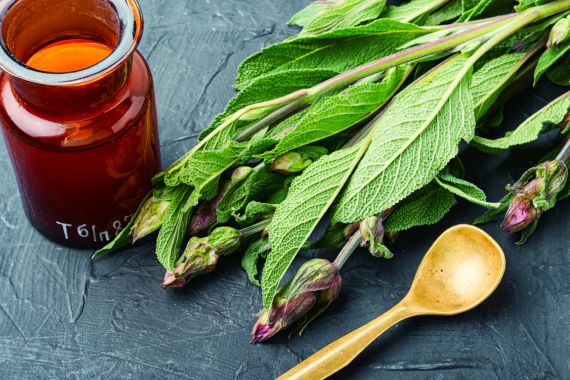 Características Salvia divinorum