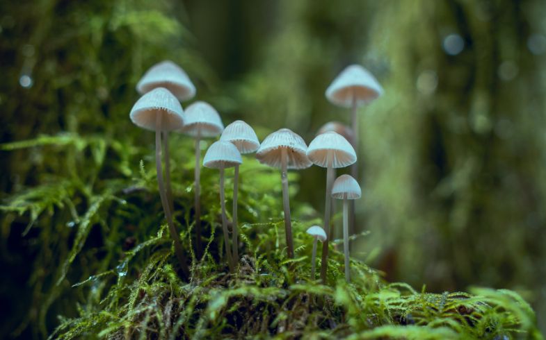 Panaeolus Cyanescens