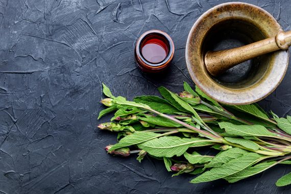 Salvia divinorum