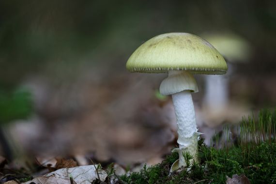 Amanita phalloides