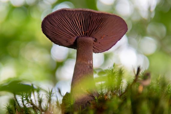Cortinarius Rubellus seta venenosa