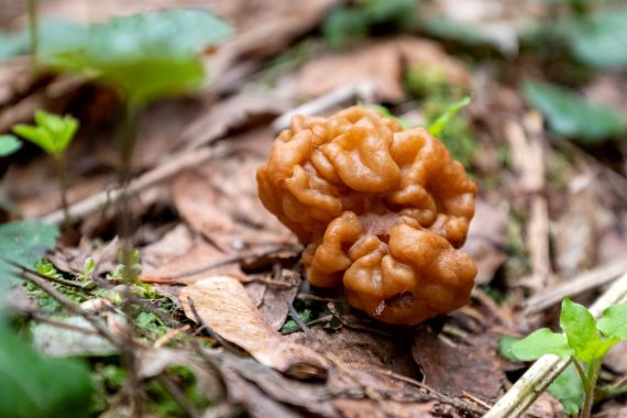 Gyromitra esculenta