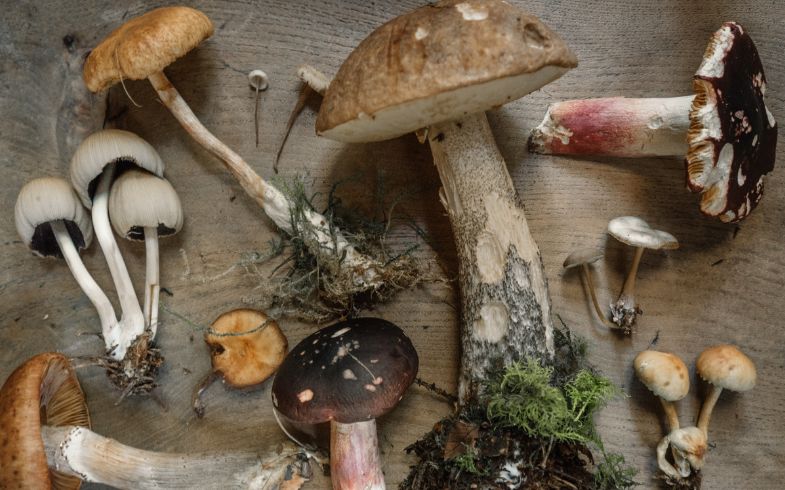 Setas en la gastronomía