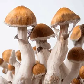 Effets des types de champignons hallucinogènes : Colombian