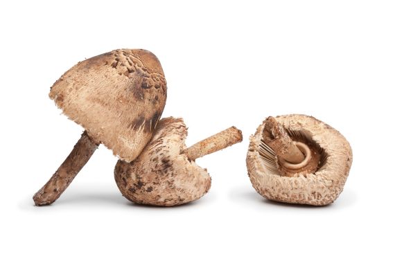 Esporas en las setas