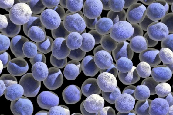 Setas vista de las esporas