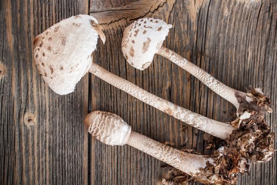 Macrolepiota procera: características