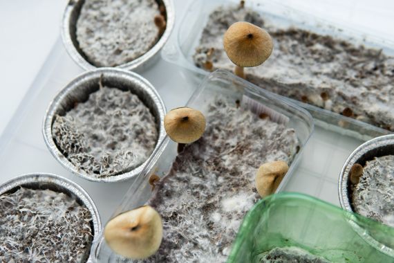 Setas camboyanas: cultivo