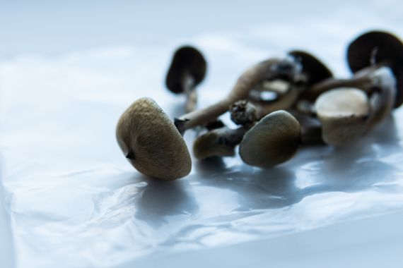 Setas camboyanas: propiedades