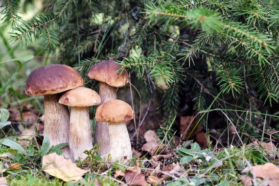 Boletus de pino